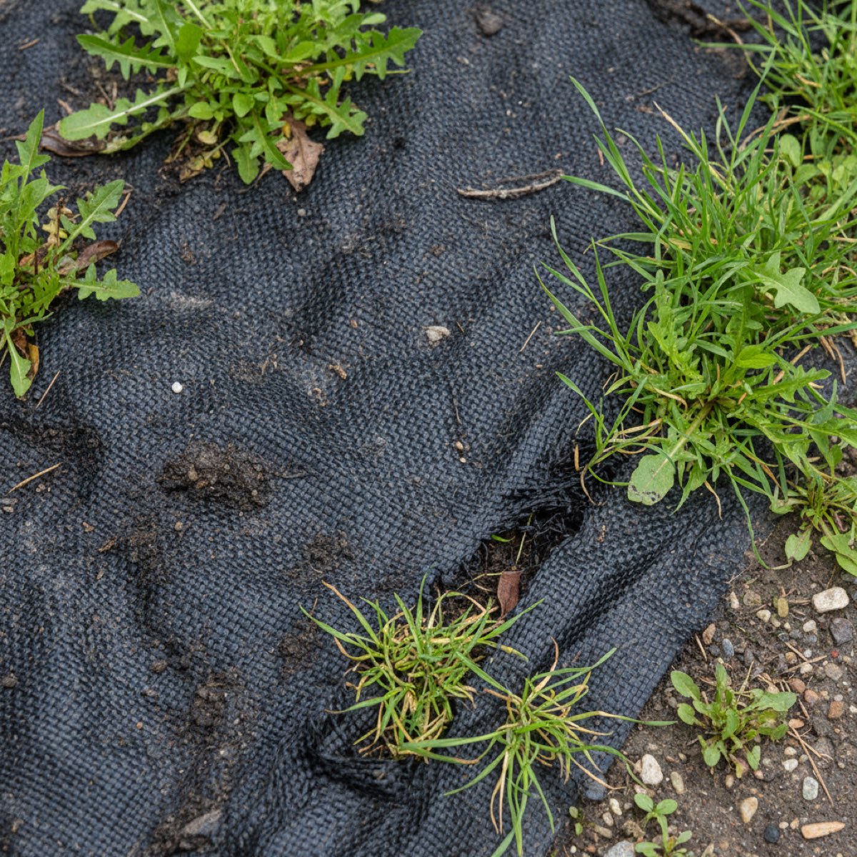 A worn weed-control membrane with weeds and grass pushing up through a torn seam